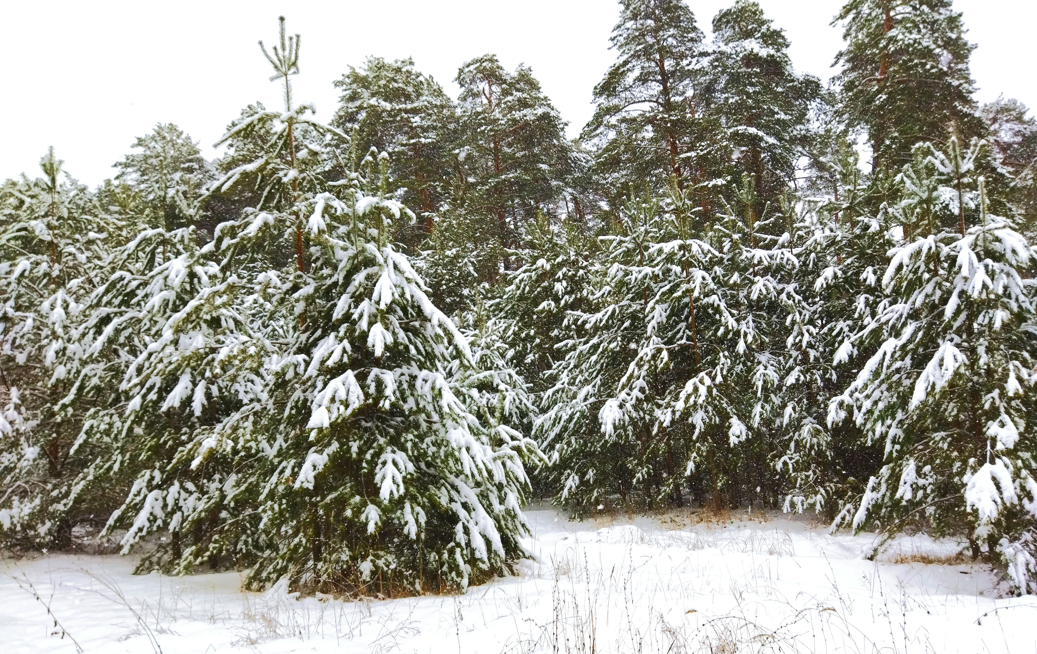 Фото участника: Вадим Корольков