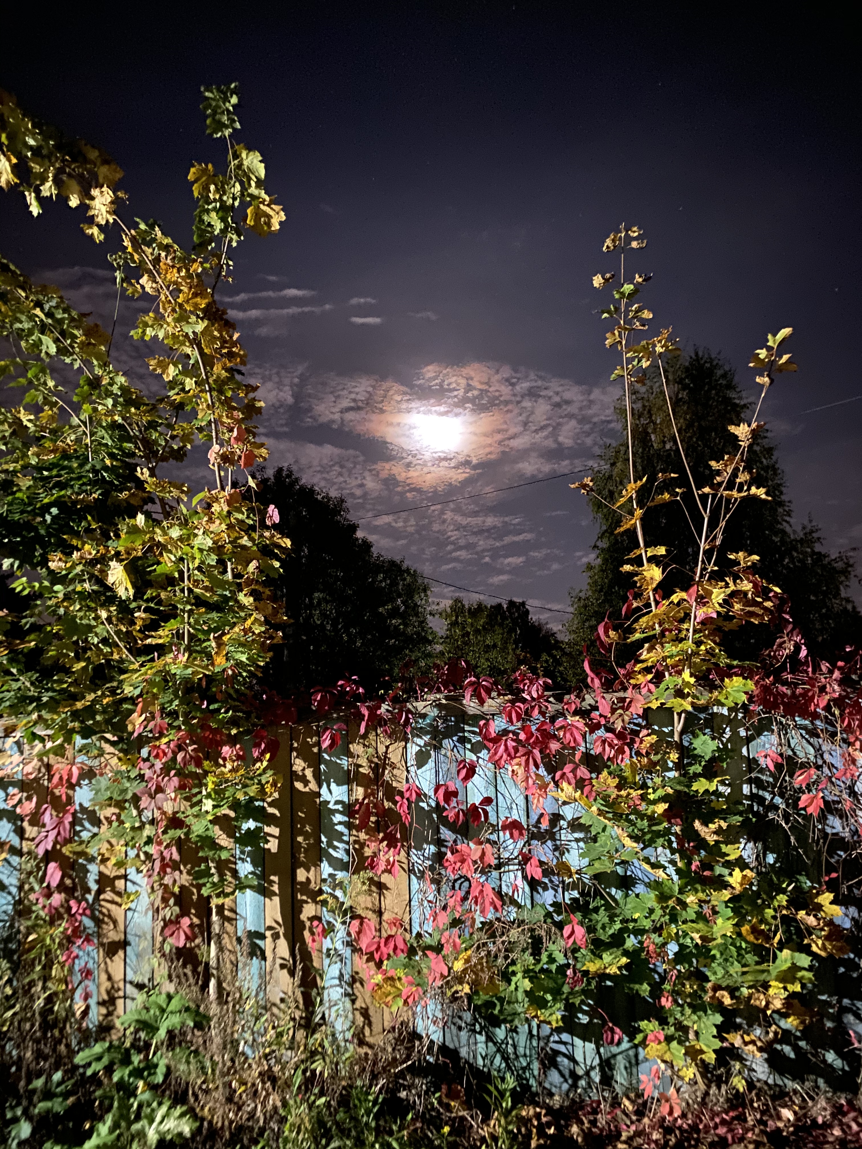 Фото участника: Лобачева Ирина