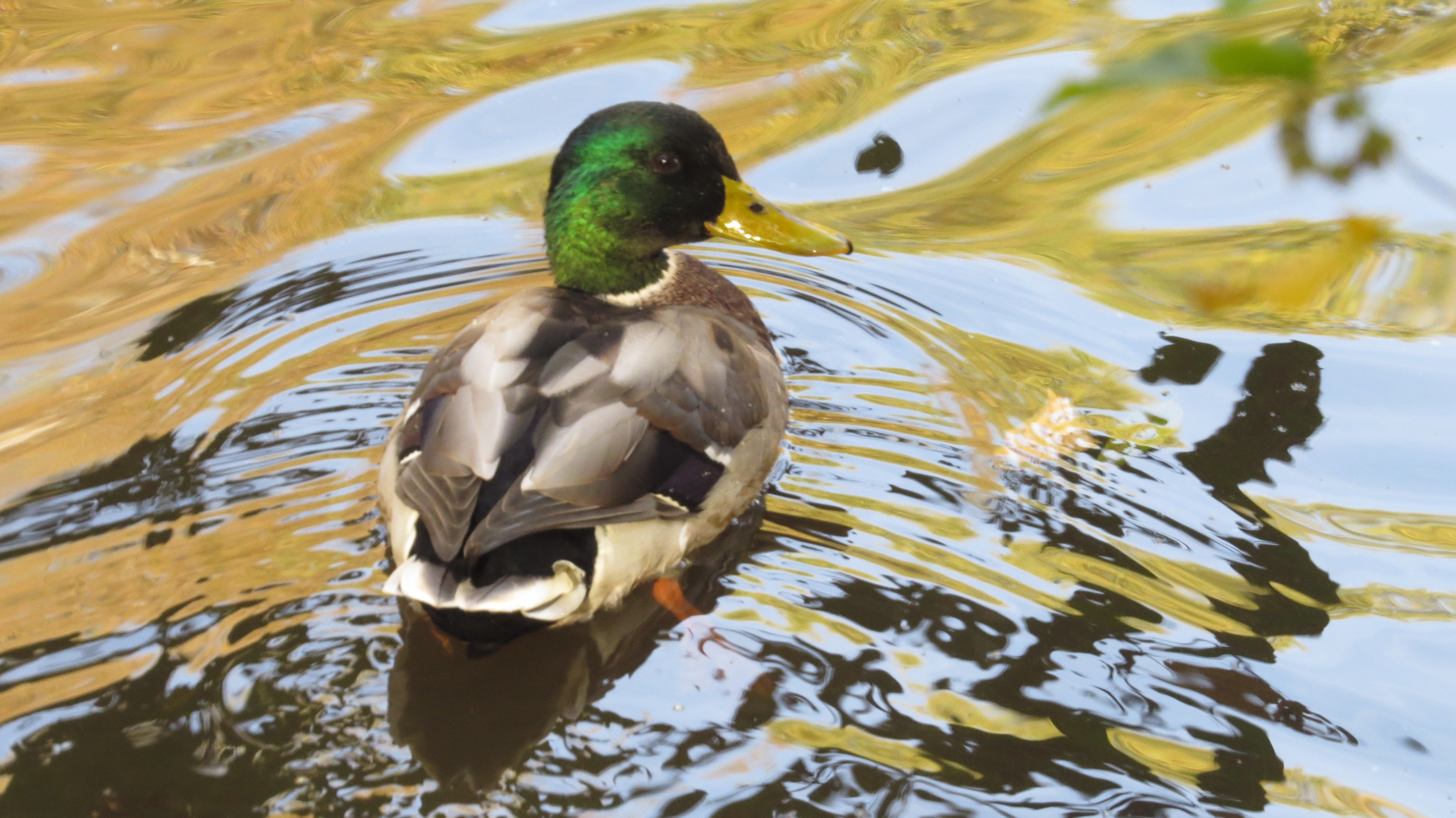 Фото участника: Епифанова Алиса