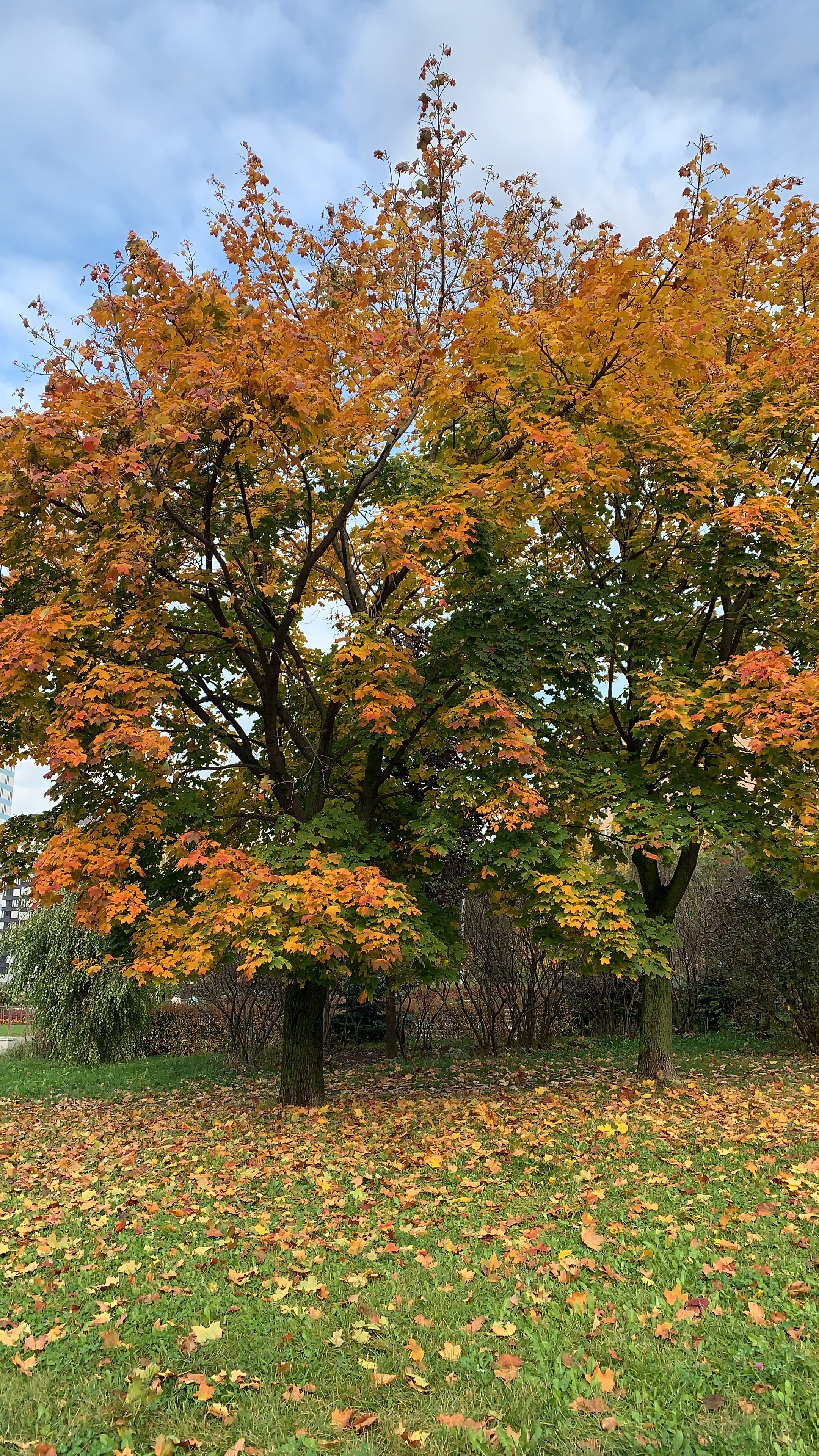 Фото участника: Горелова Татьяна