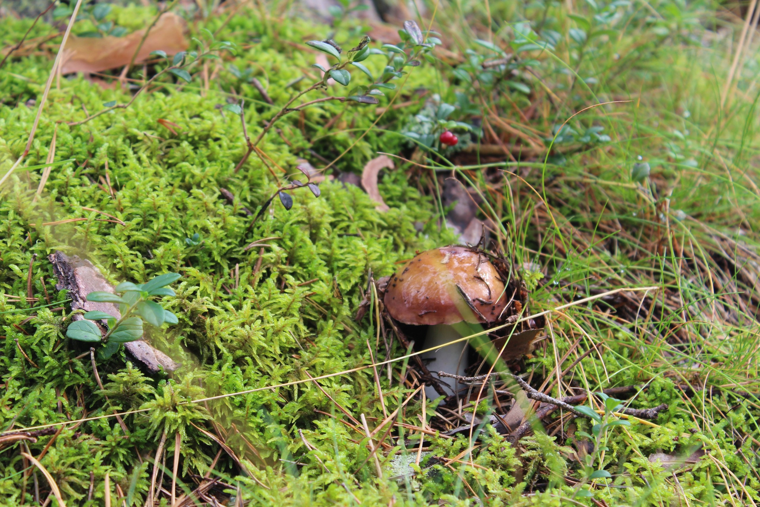 Фото участника: Александра Вашукевич