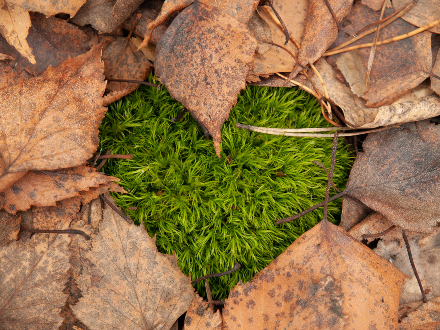 Фото участника: Григорий Пузанкин