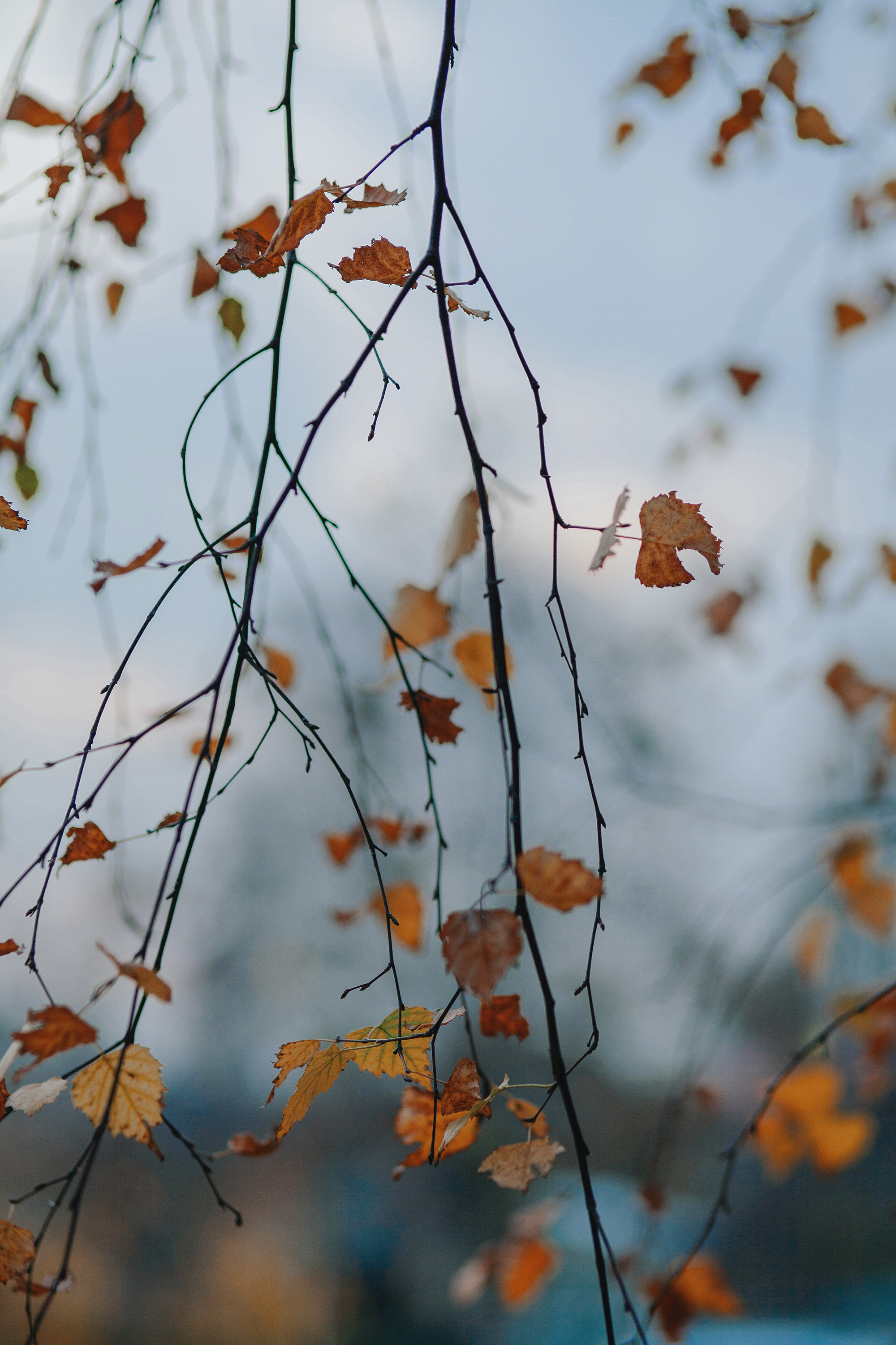 Фото участника: Олеся Тулинова
