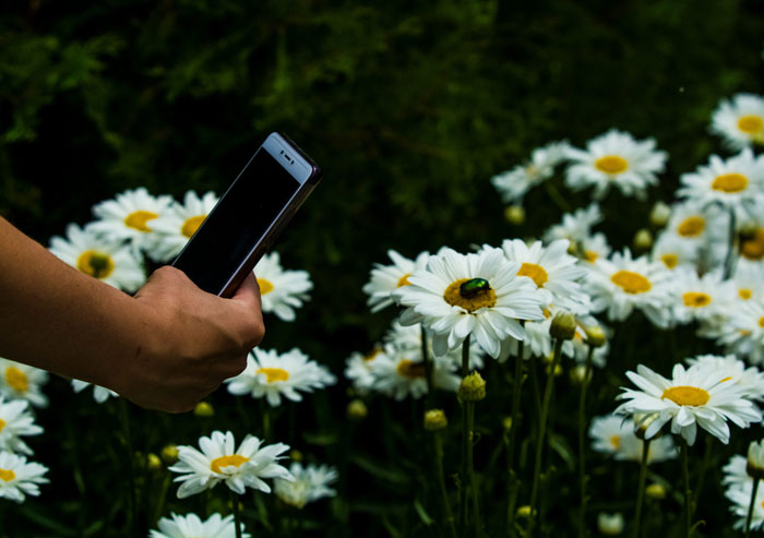 Флоротуризм - путешествия для любителей цветов