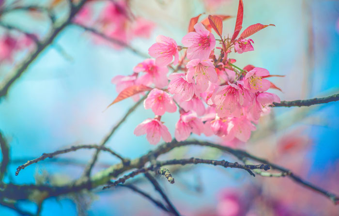 Ханами — умение замечать красоту весной